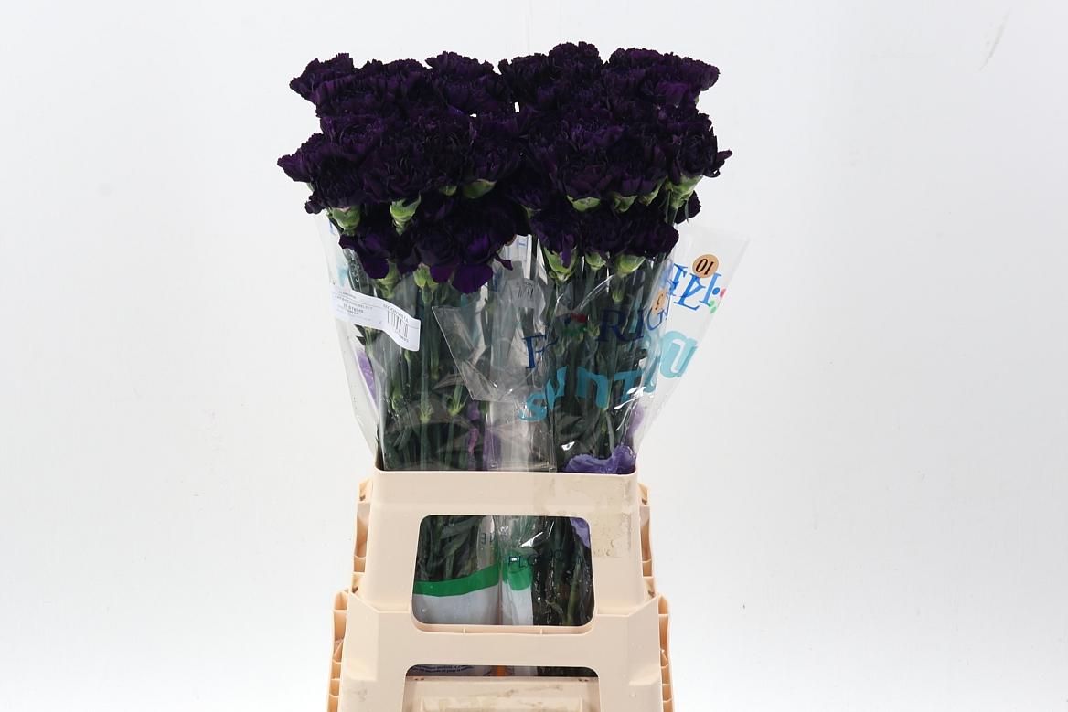 Срезанные цветы оптом Dianthus st florigene moonvista от 80шт из Голландии с доставкой по России