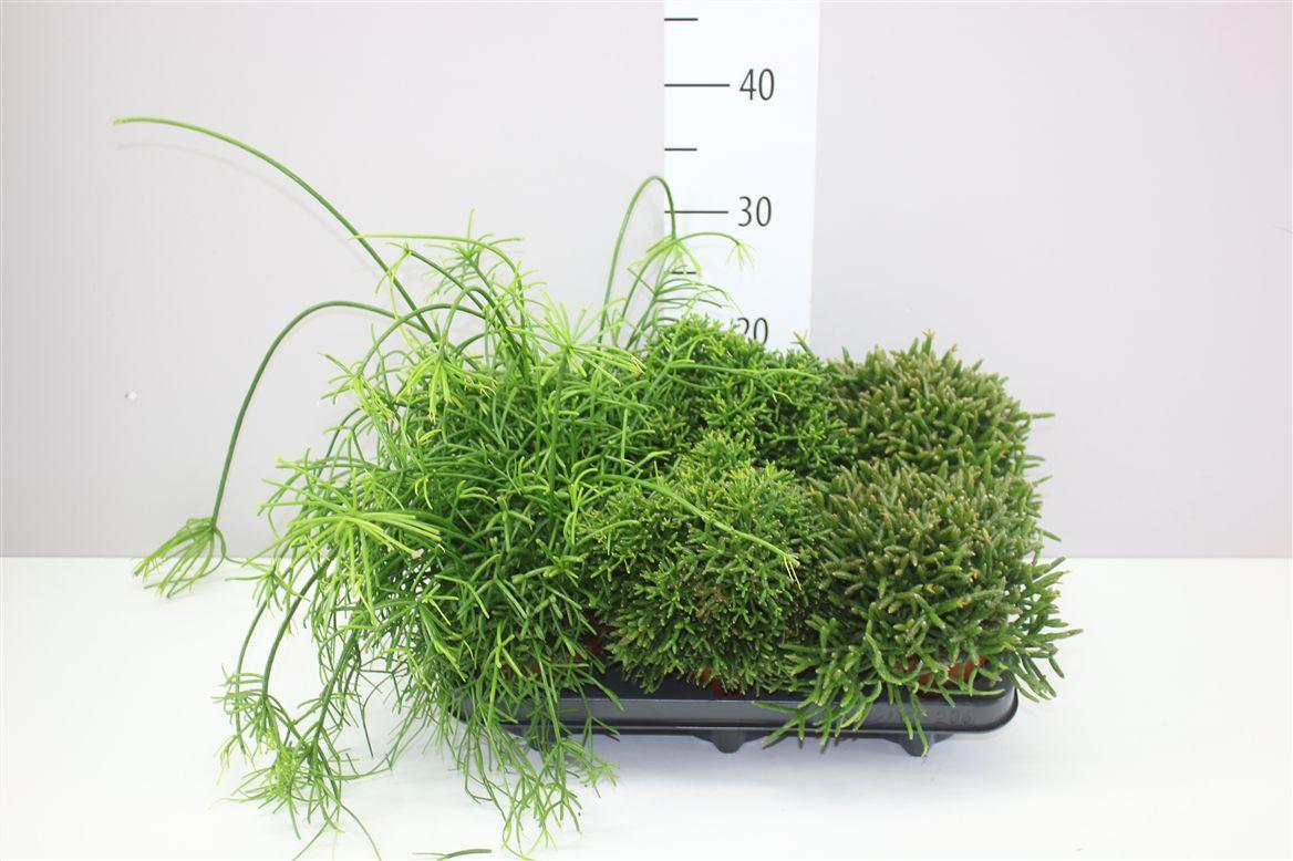Горшечные цветы и растения оптом Rhipsalis Gemengd от 6шт из Голландии с доставкой по России