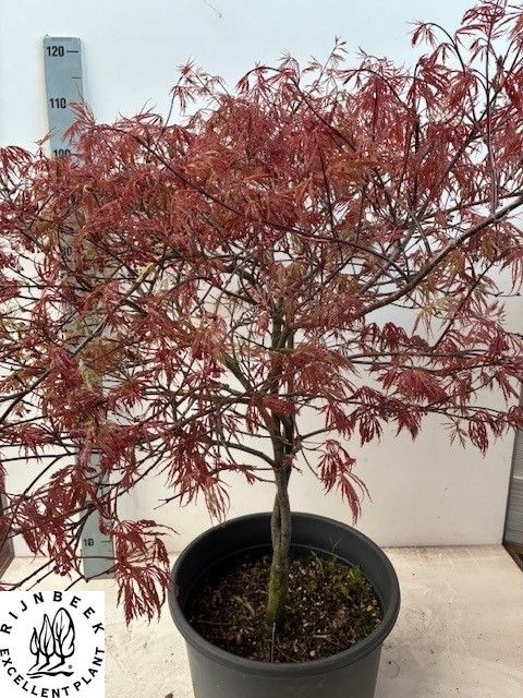 Горшечные цветы и растения оптом Acer Pa Garnet от 1шт из Голландии с доставкой по России