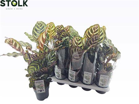 Горшечные цветы и растения оптом Calathea 12cm Makoyana от 10шт из Голландии с доставкой по России