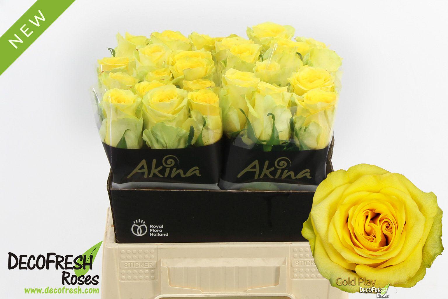 Срезанные цветы оптом Rosa large gold play от 30шт из Голландии с доставкой по России