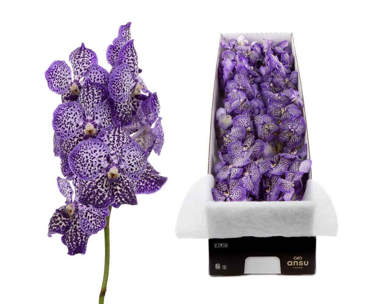 Срезанные цветы оптом Vanda sunanda royal purple per stem от 4шт.. из Голландии с доставкой по России