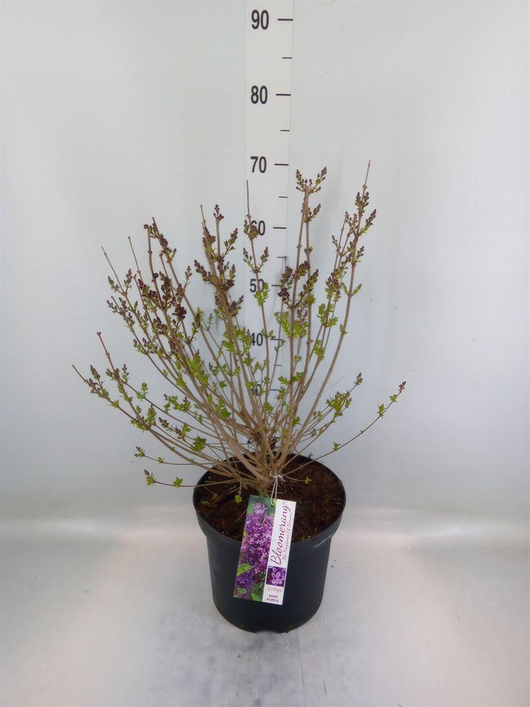 Горшечные цветы и растения оптом Syringa   ... от 1шт из Голландии с доставкой по России