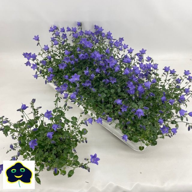 Горшечные цветы и растения оптом Camp St Spring Bell от 8шт (для телеги) из Голландии с доставкой по России