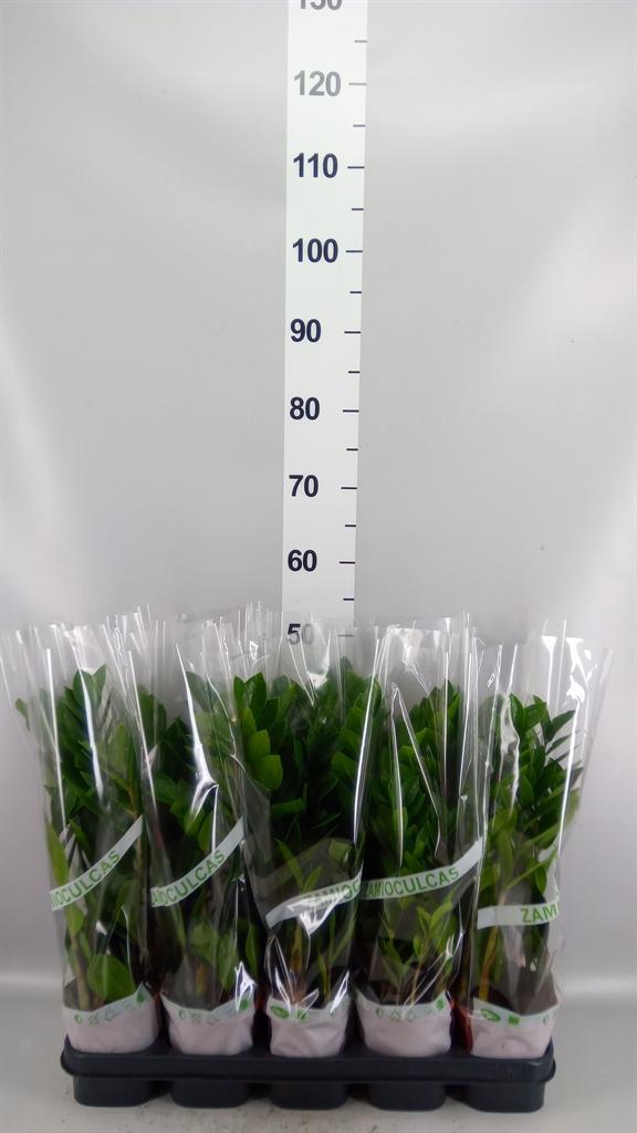 Горшечные цветы и растения оптом Zamioculcas Zamiifolia от 10шт из Голландии с доставкой по России
