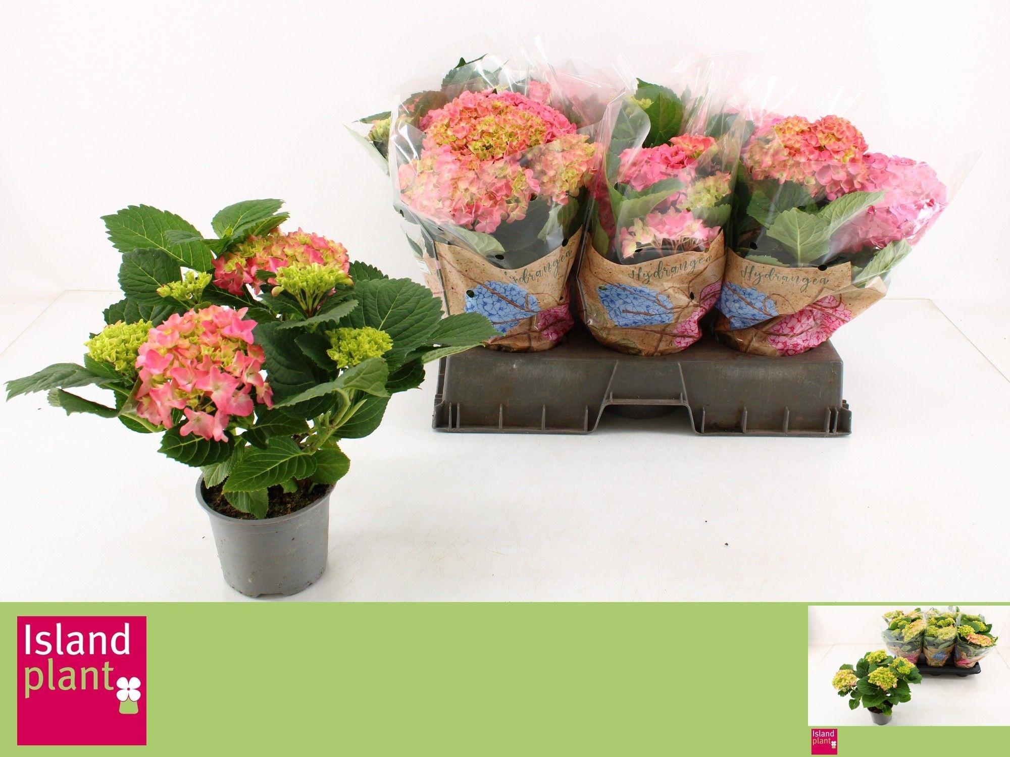 Горшечные цветы и растения оптом Hydr M Freudenstein от 6шт из Голландии с доставкой по России