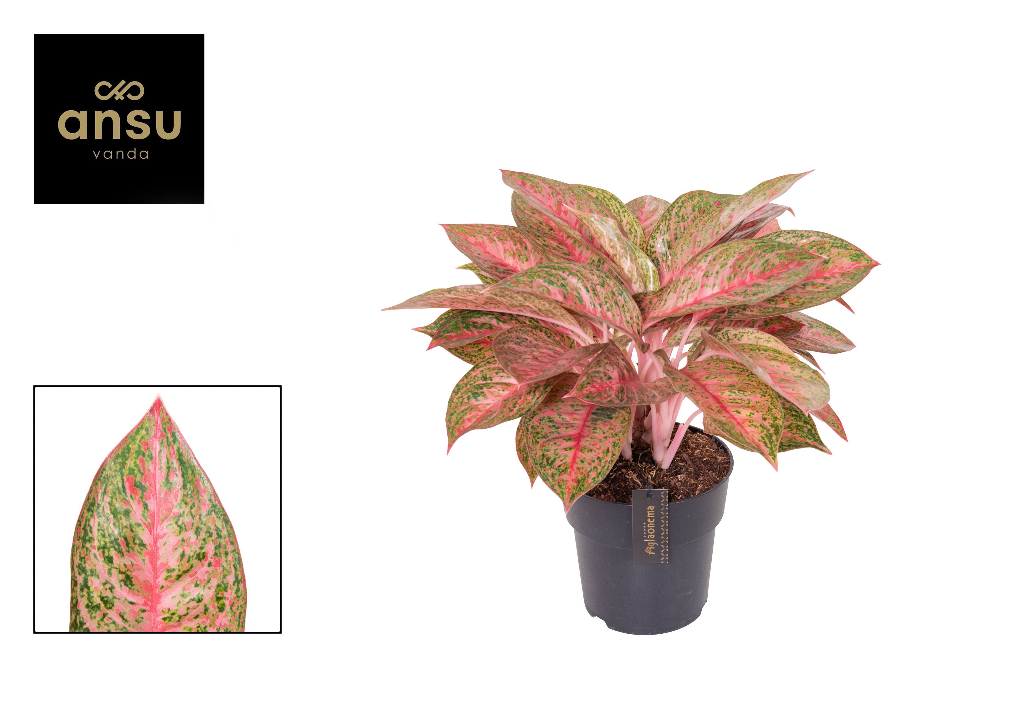 Горшечные цветы и растения оптом Aglaonema Tango Pink от 2шт из Голландии с доставкой по России
