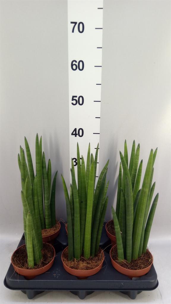 Горшечные цветы и растения оптом Sansevieria Cyl. ... A от 6шт из Голландии с доставкой по России