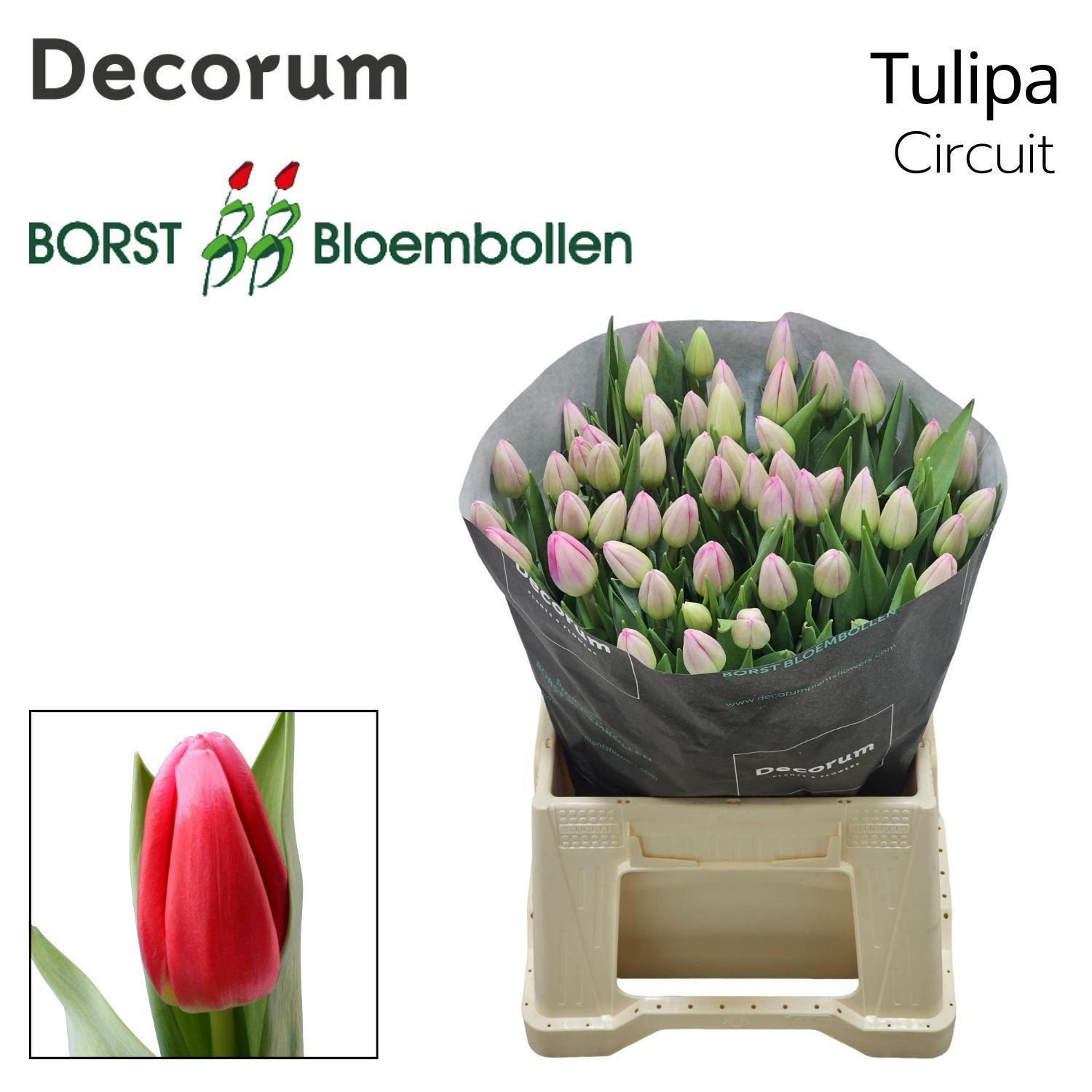 Срезанные цветы оптом Tulipa si circuit от 100шт из Голландии с доставкой по России