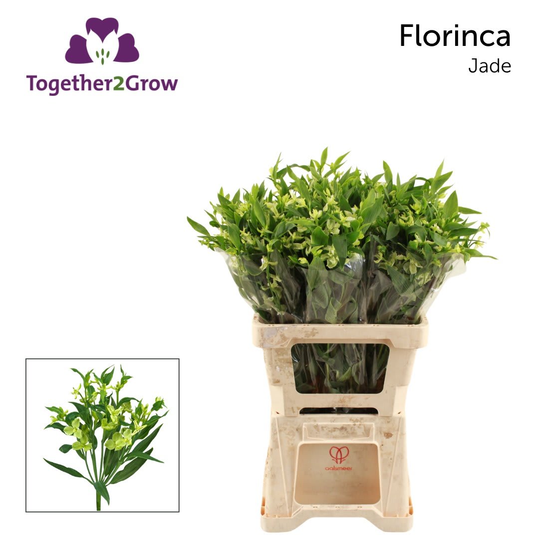 Срезанные цветы оптом Alstroemeria fl jade от 60шт из Голландии с доставкой по России