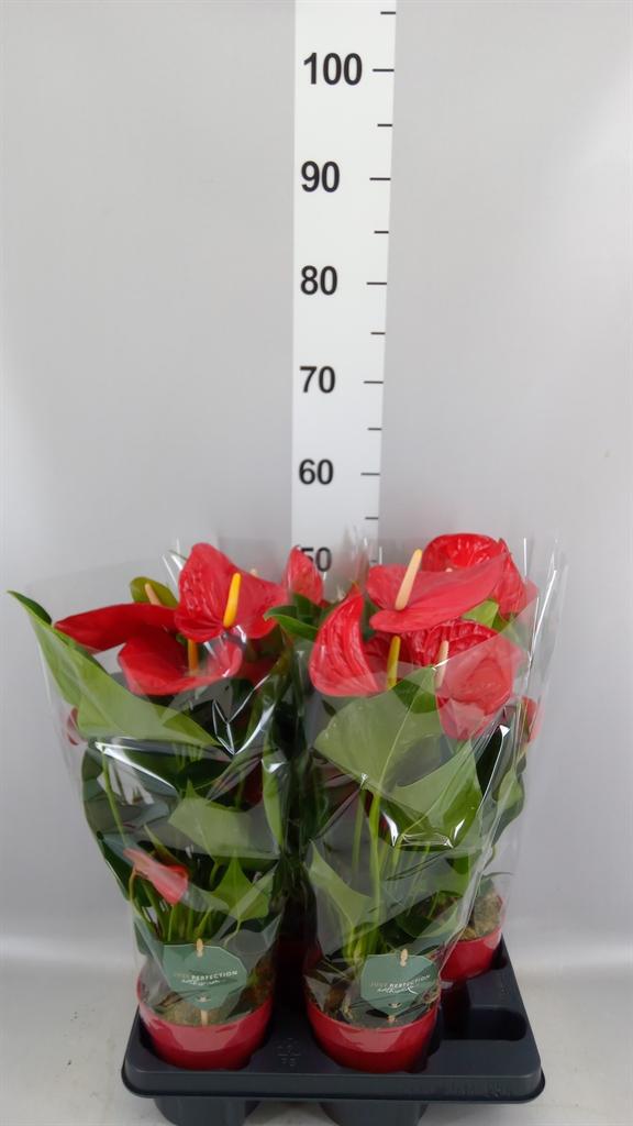Горшечные цветы и растения оптом Anthurium Andr. minnesota от 4шт из Голландии с доставкой по России