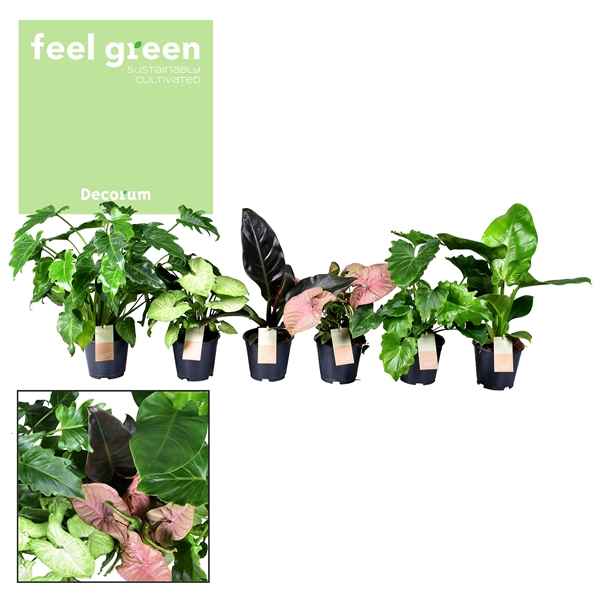 Горшечные цветы и растения оптом Greenmix Feel Green (decorum) от 6шт из Голландии с доставкой по России