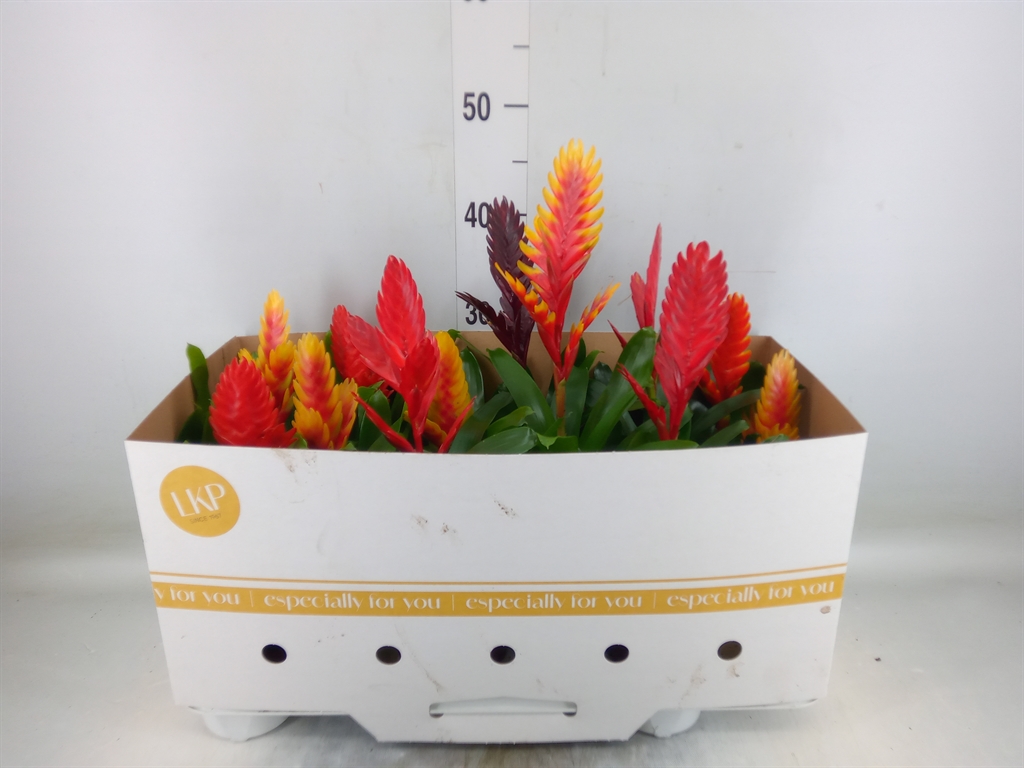 Горшечные цветы и растения оптом Vriesea   ...mix от 12шт из Голландии с доставкой по России