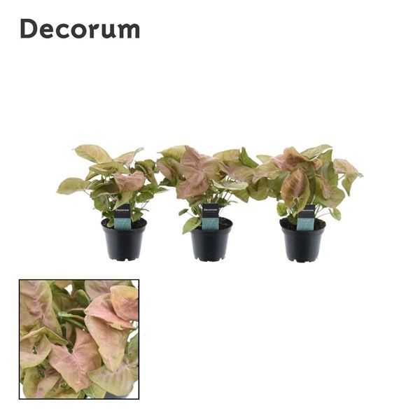 Горшечные цветы и растения оптом Syngonium Neon Robusta (decorum) от 16шт из Голландии с доставкой по России