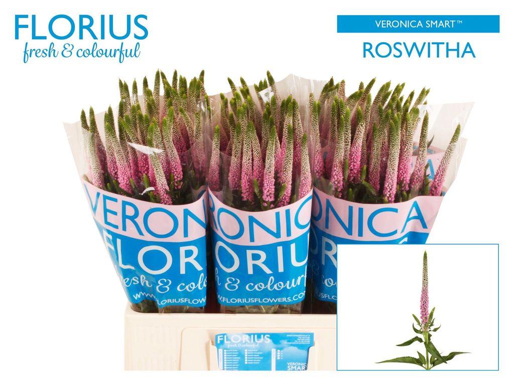 Срезанные цветы оптом Veronica pink light от 150шт из Голландии с доставкой по России