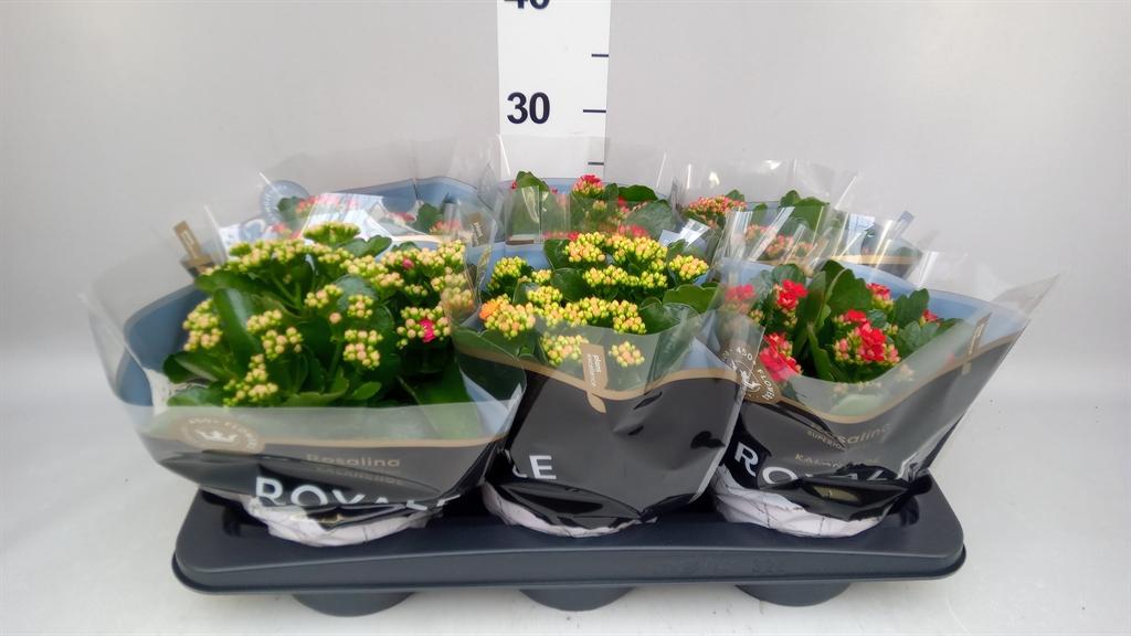 Горшечные цветы и растения оптом Kalanchoe Blos. royaldon ..mix от 6шт из Голландии с доставкой по России