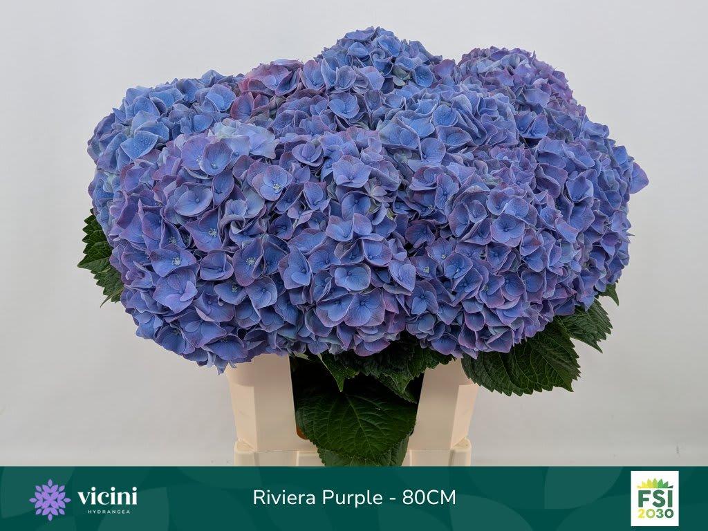 Срезанные цветы оптом Hydrangea my beautiful riviera от 10шт.. из Голландии с доставкой по России