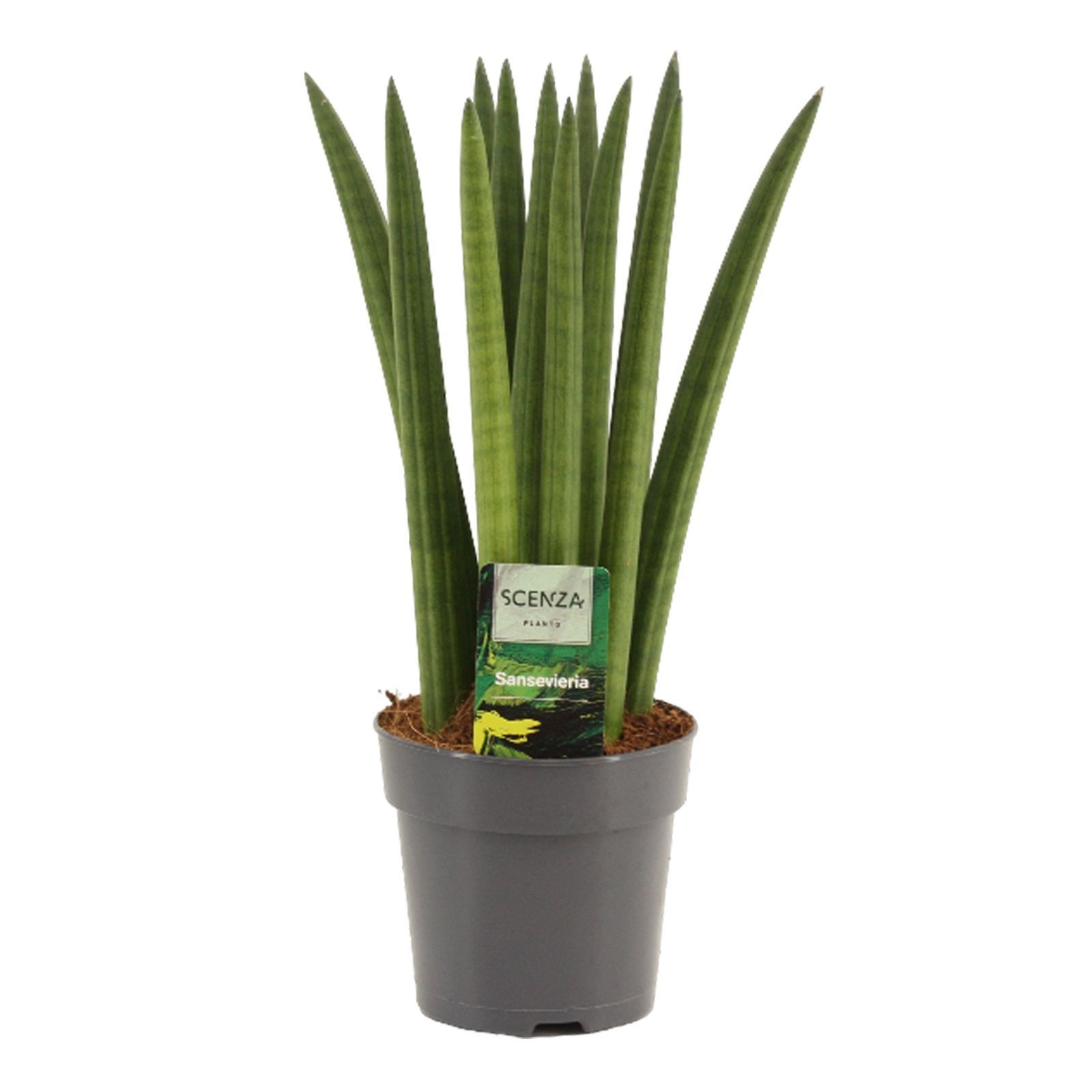 Горшечные цветы и растения оптом Sansevieria Cylindrica Straight от 10шт из Голландии с доставкой по России