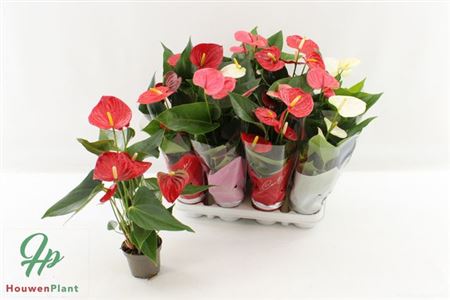 Горшечные цветы и растения оптом Anthu An Gem 4 Kl 4+ от 12шт (для телеги) из Голландии с доставкой по России