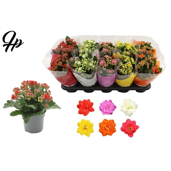 Горшечные цветы и растения оптом Kal Cal Mix Ton Sur Ton от 10шт из Голландии с доставкой по России