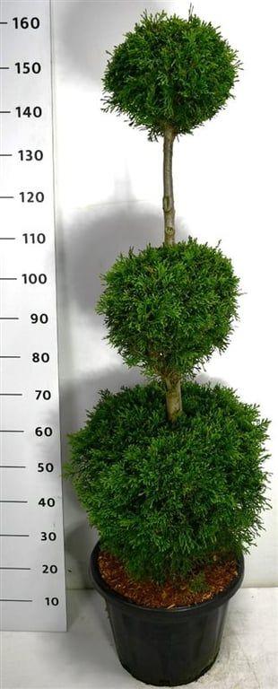 Горшечные цветы и растения оптом Thuja Occ Smaragd A от 1шт из Голландии с доставкой по России