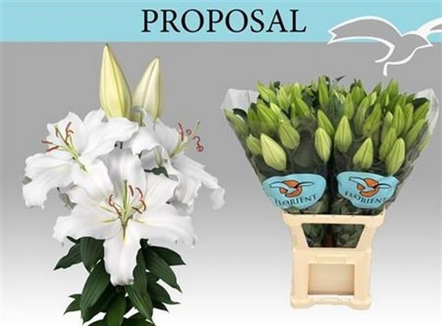 Срезанные цветы оптом Lilium or proposal от 20шт из Голландии с доставкой по России