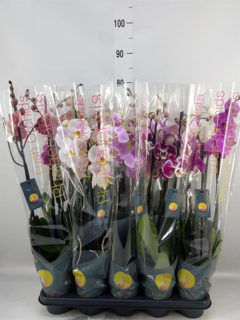 Горшечные цветы и растения оптом Phalaenopsis   ...mix  7 от 10шт из Голландии с доставкой по России