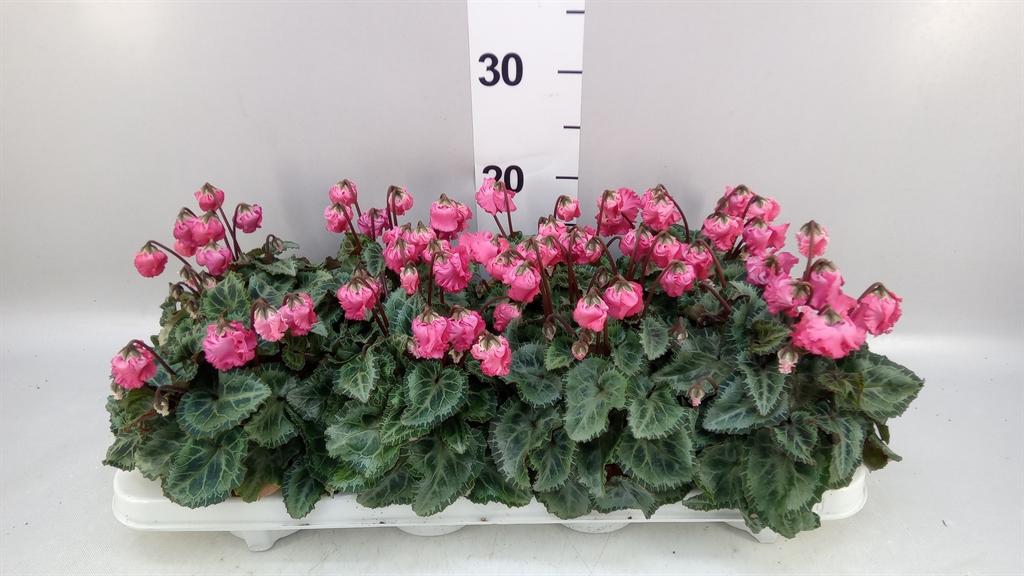 Горшечные цветы и растения оптом Cyclamen Kl metis Clochette Salmo от 8шт (для телеги) из Голландии с доставкой по России