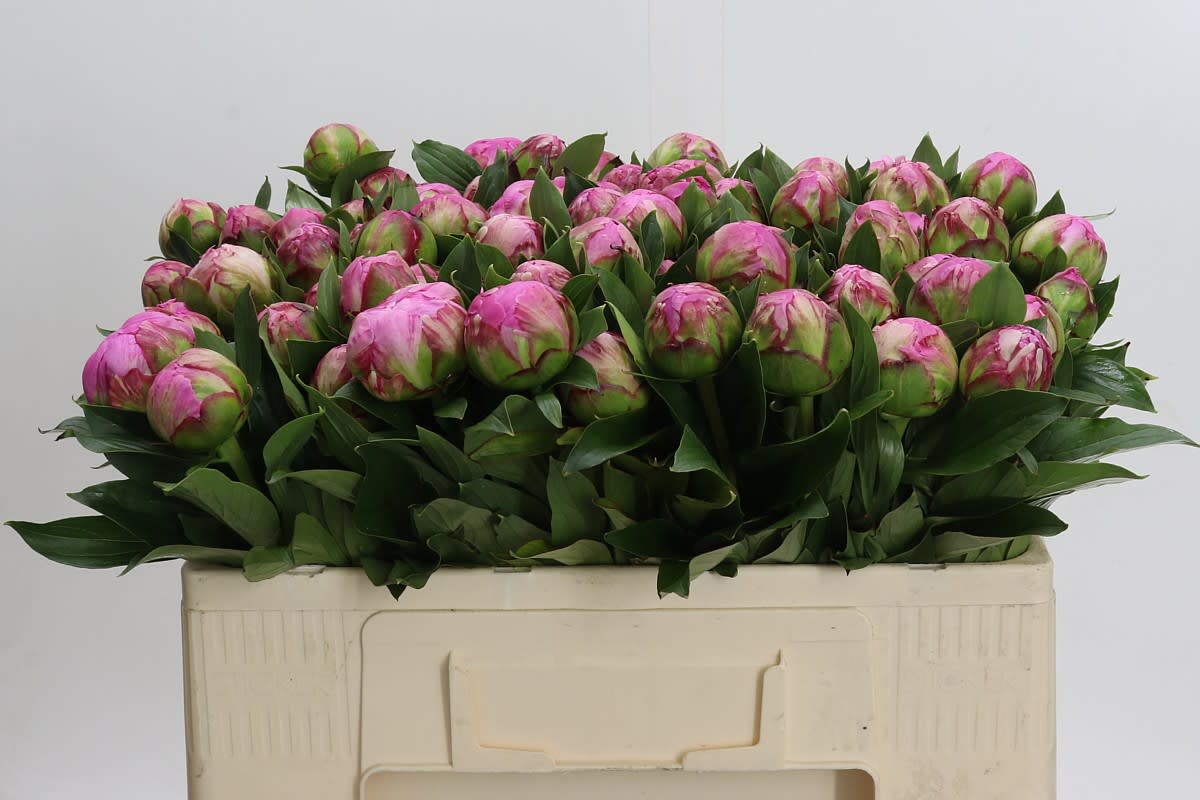 Срезанные цветы оптом Paeonia dr alexander fleming от 80шт из Голландии с доставкой по России