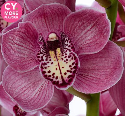 Срезанные цветы оптом Cymbidium pink mrs rebecca от 9шт из Голландии с доставкой по России