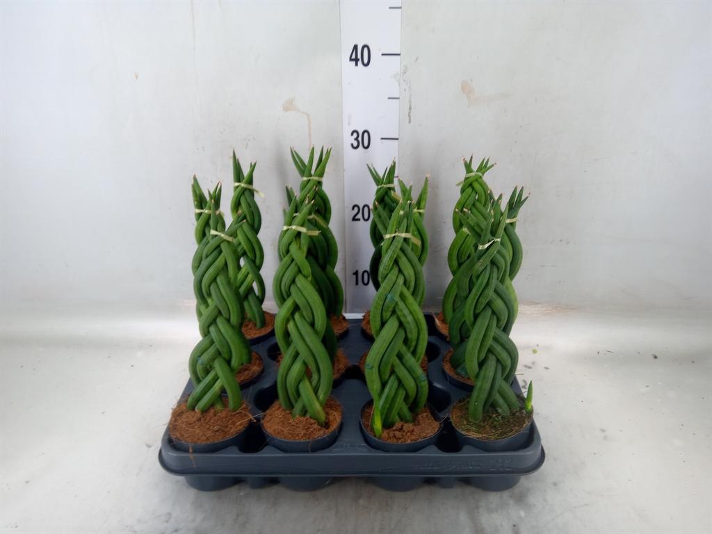 Горшечные цветы и растения оптом Sansevieria Cylindrica от 12шт (для телеги) из Голландии с доставкой по России