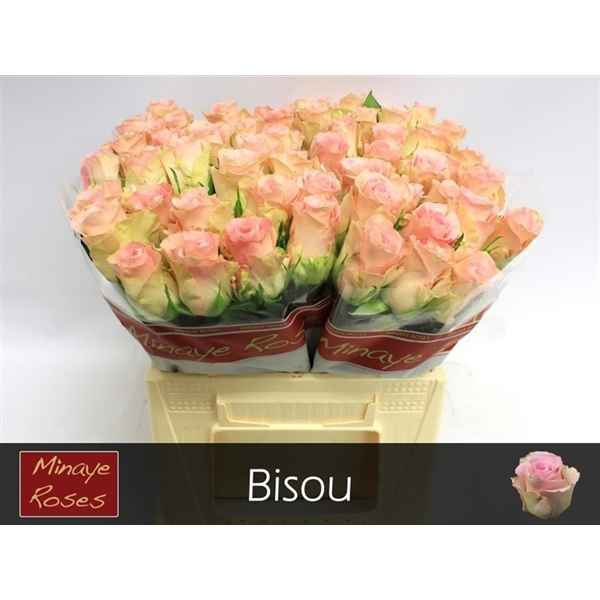 Срезанные цветы оптом Rosa la bisou от 60шт из Голландии с доставкой по России