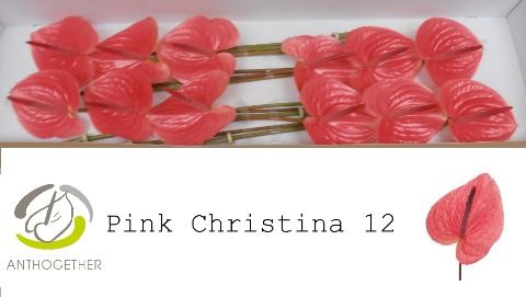 Срезанные цветы оптом Anthurium pink christina от 12шт из Голландии с доставкой по России