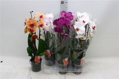 Горшечные цветы и растения оптом Phal El Cascade White 2 Branches 16+ от 6шт из Голландии с доставкой по России