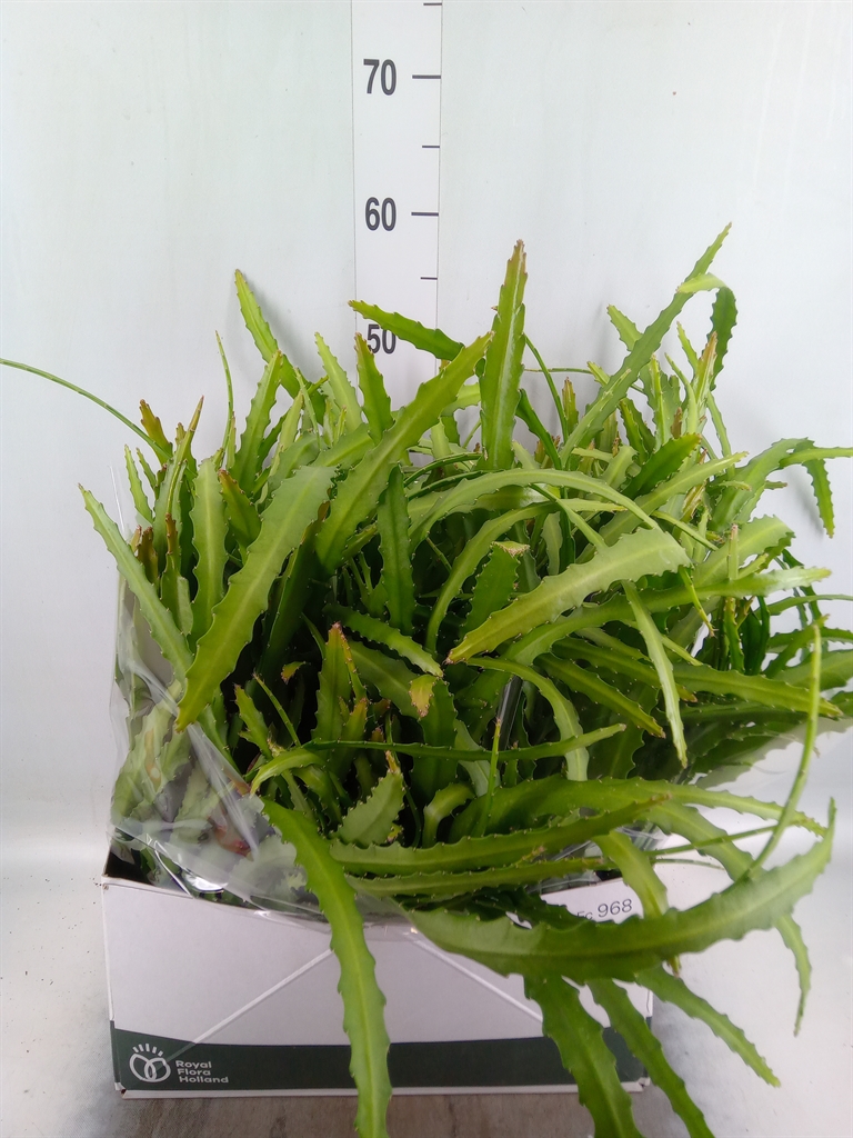 Горшечные цветы и растения оптом Epiphyllum   ... от 5шт из Голландии с доставкой по России
