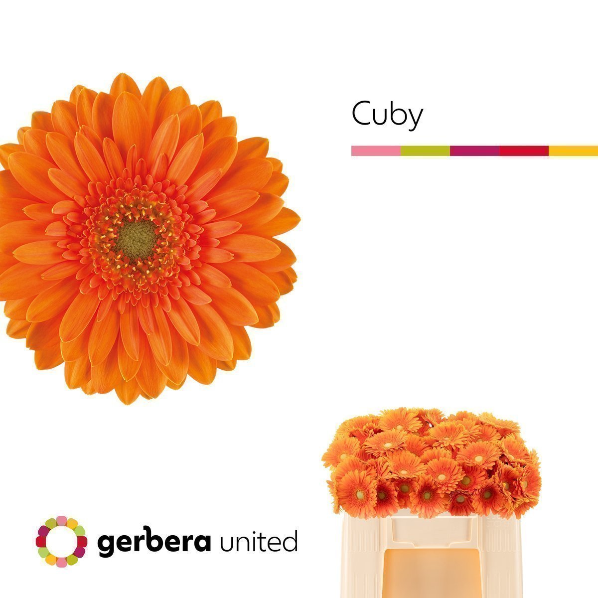 Срезанные цветы оптом Germini cuby от 80шт из Голландии с доставкой по России