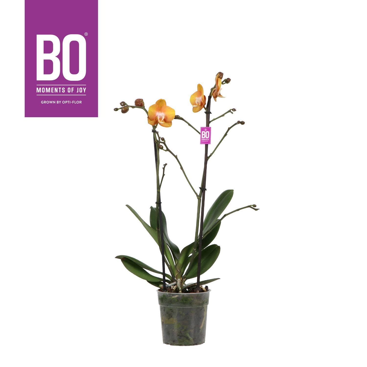 Горшечные цветы и растения оптом Phal 2st Las Vegas  (opti) от 10шт из Голландии с доставкой по России