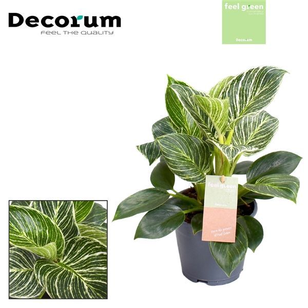 Горшечные цветы и растения оптом Philodendron Birkin New Wave Feel Green (decorum от 6шт из Голландии с доставкой по России