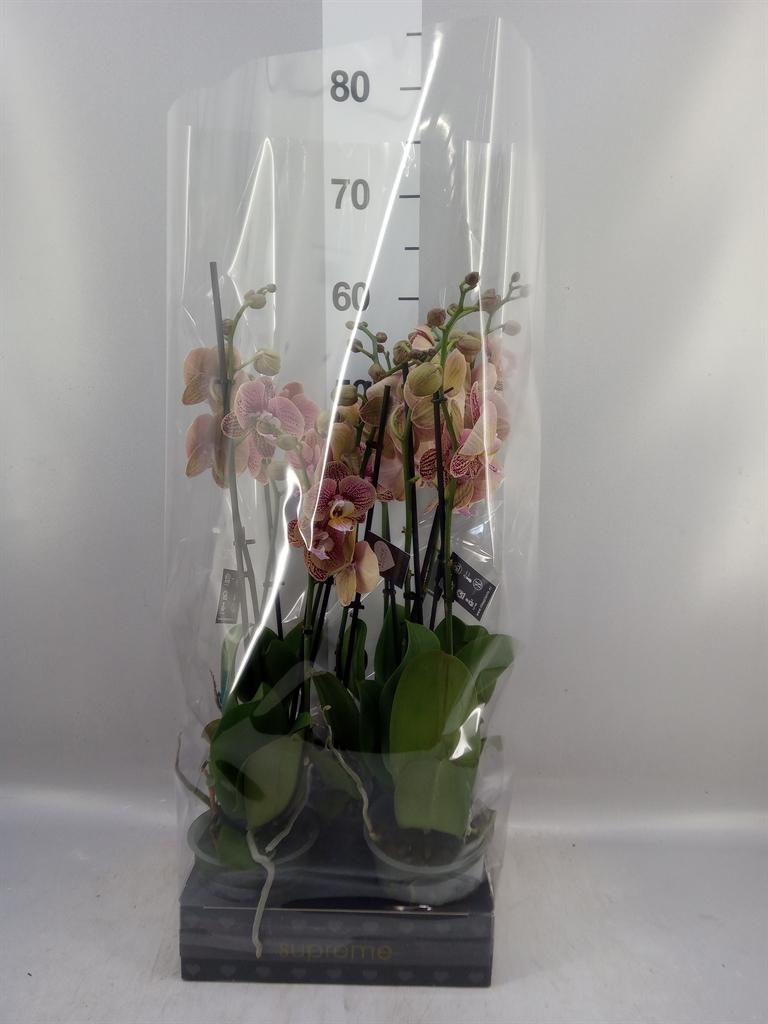 Горшечные цветы и растения оптом Phalaenopsis ...rose от 5шт из Голландии с доставкой по России