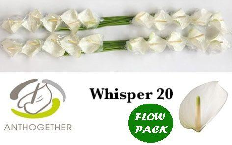 Срезанные цветы оптом Anthurium whisper от 20шт из Голландии с доставкой по России