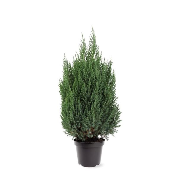 Горшечные цветы и растения оптом Juniperus Chin Stricta от 1шт из Голландии с доставкой по России