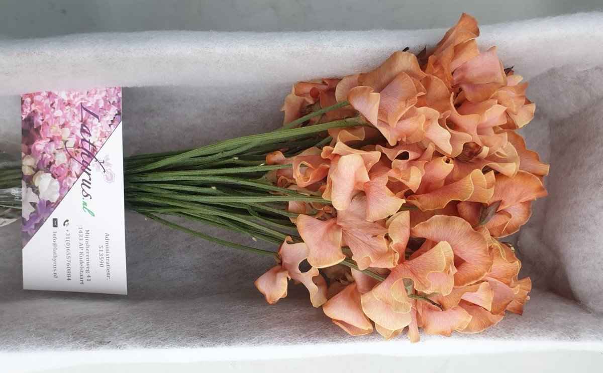 Срезанные цветы оптом Lathyrus paint pompon magic от 100шт. из Голландии с доставкой по России