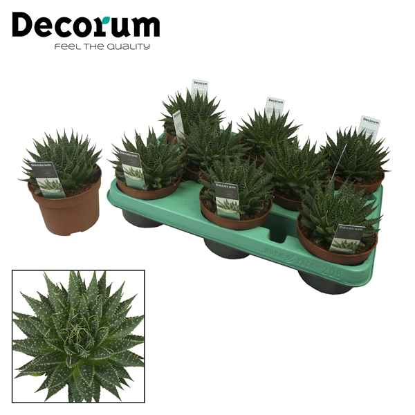 Горшечные цветы и растения оптом Aloe Aristata (decorum) от 9шт из Голландии с доставкой по России