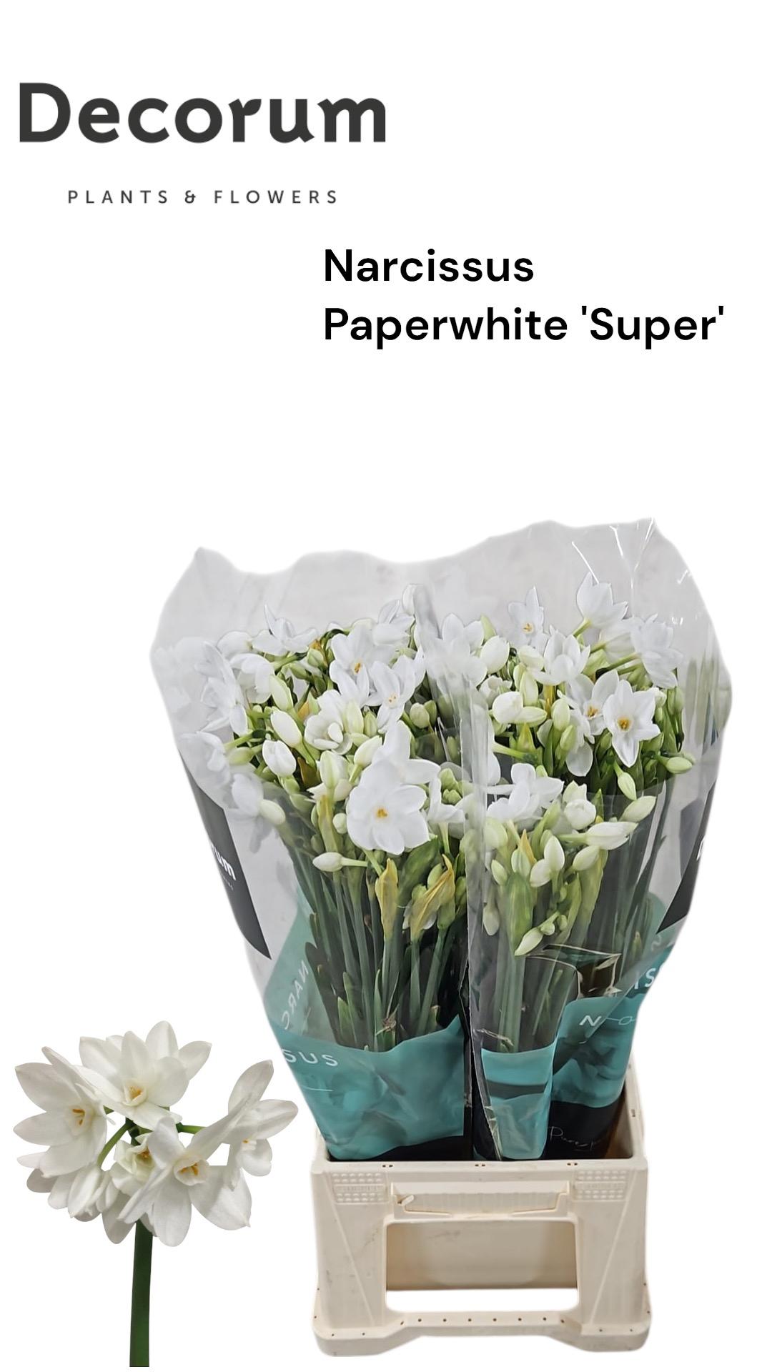 Срезанные цветы оптом Narcissus sp ziva paper white от 200шт из Голландии с доставкой по России