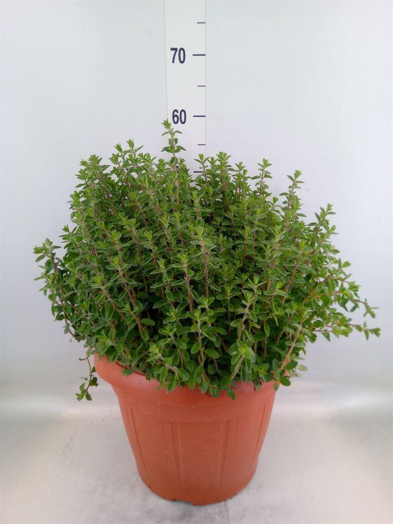 Горшечные цветы и растения оптом Origanum Majorana от 1шт из Голландии с доставкой по России