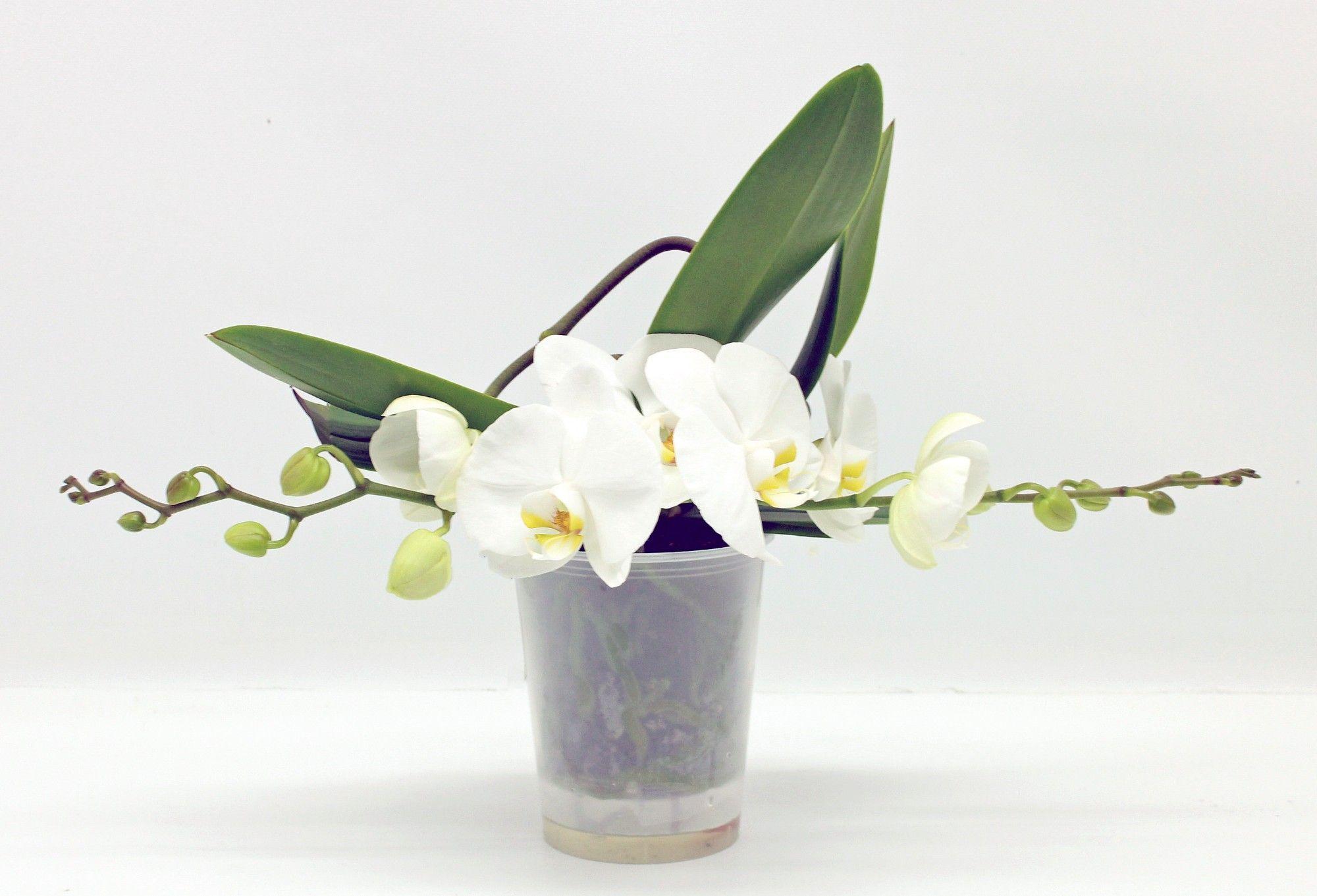 Горшечные цветы и растения оптом Phal 2st Table White (phalaenova) от 3шт из Голландии с доставкой по России