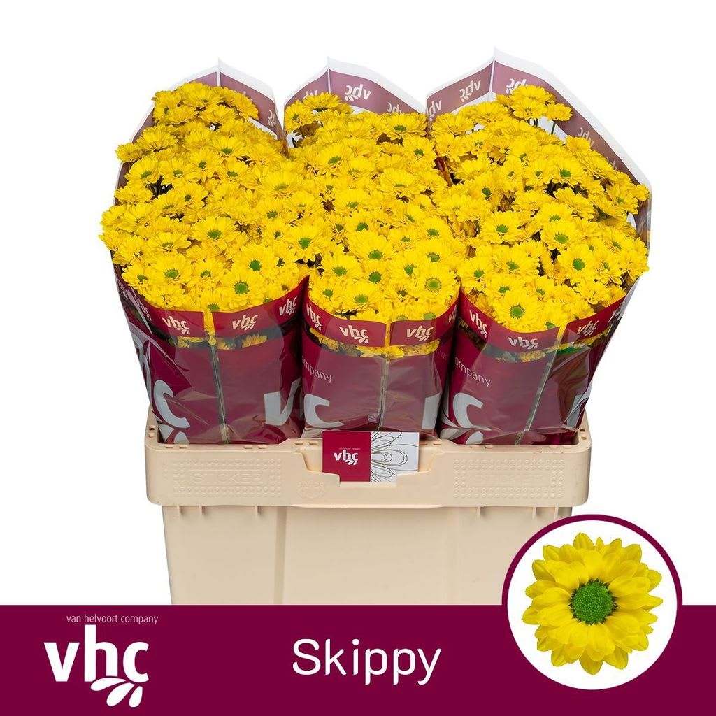 Срезанные цветы оптом Chrys sa skippy от 75шт из Голландии с доставкой по России