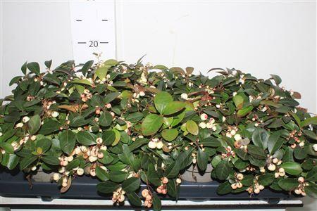 Горшечные цветы и растения оптом Gaulth Pr Ciao B White от 8шт из Голландии с доставкой по России