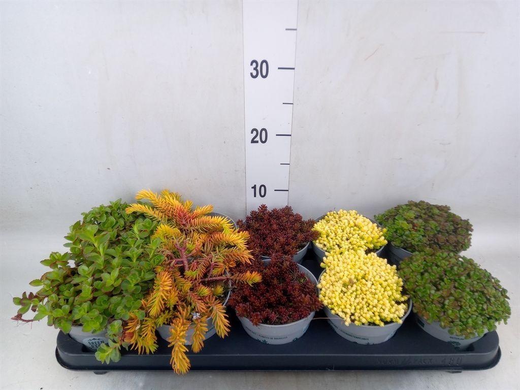 Горшечные цветы и растения оптом Sedum   ... от 10шт из Голландии с доставкой по России