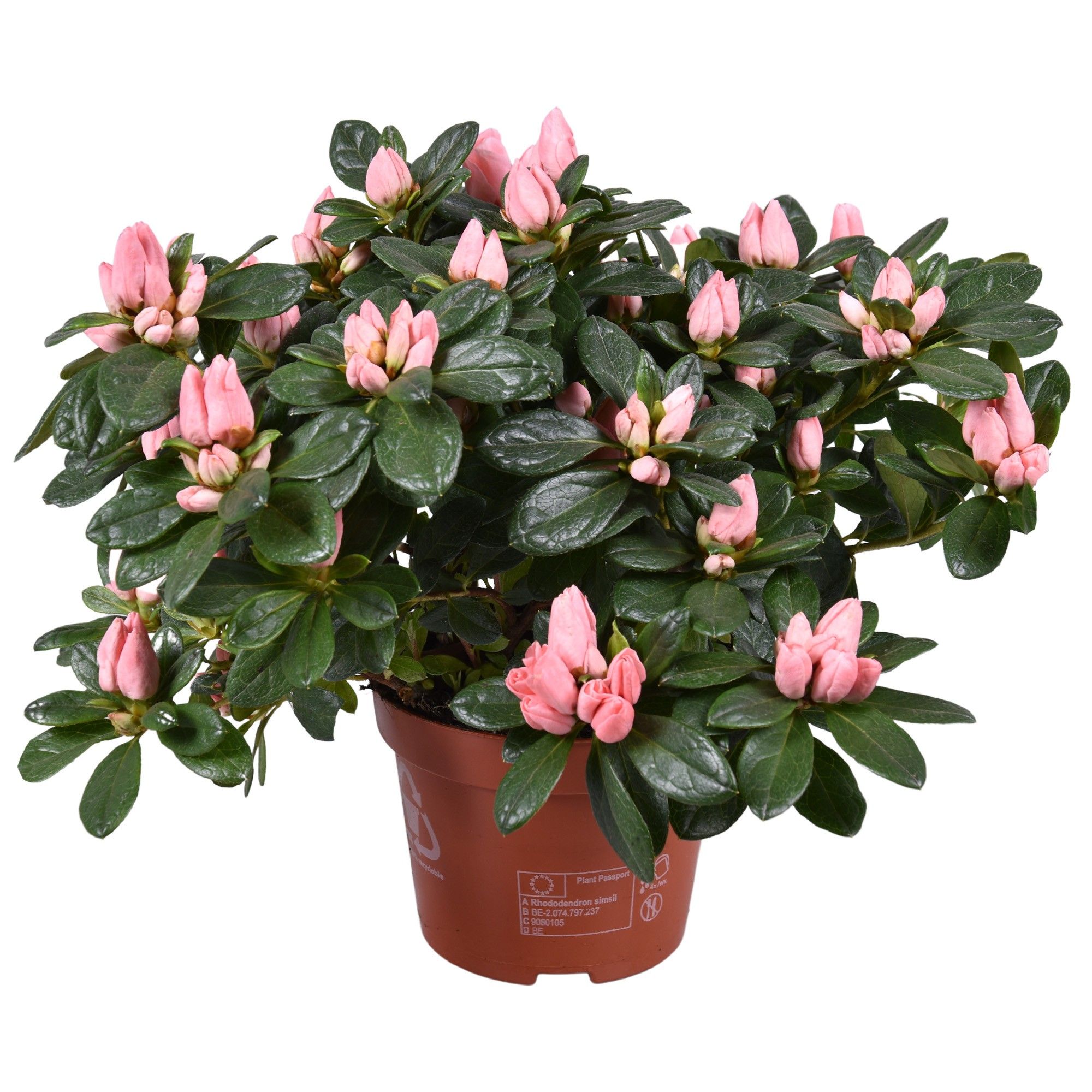 Горшечные цветы и растения оптом Azalea Thesla Salmon от 6шт из Голландии с доставкой по России